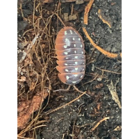 Armadillidium klugii „Montenegro“