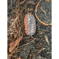 Armadillidium klugii „Montenegro“