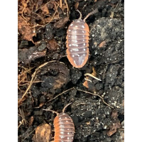 Armadillidium klugii „Montenegro“