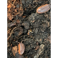 Armadillidium klugii „Montenegro“