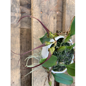 Bulbophyllum fascinator