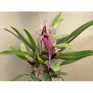Bulbophyllum fascinator
