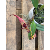 Bulbophyllum fascinator