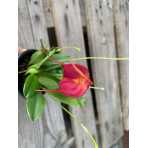 Masdevallia spec. Rot