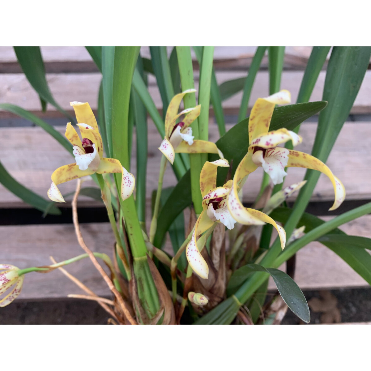 Maxillaria picta box