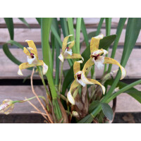 Maxillaria picta