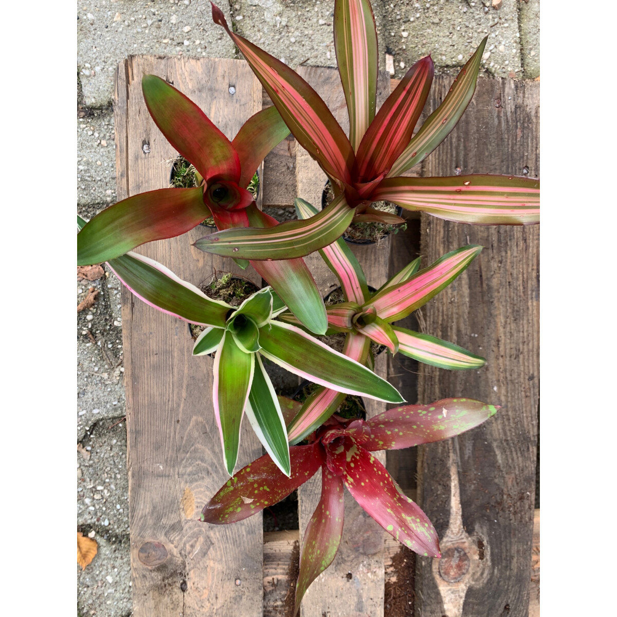 Neoregelia Bromelien Mix 5a