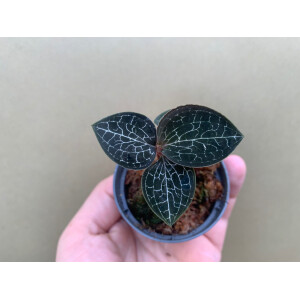 Anoectochilus formosanus Juwel Orchidee