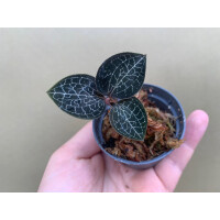 Anoectochilus formosanus Juwel Orchidee