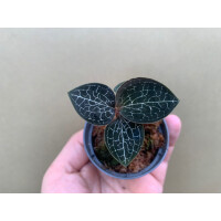 Anoectochilus formosanus Juwel Orchidee