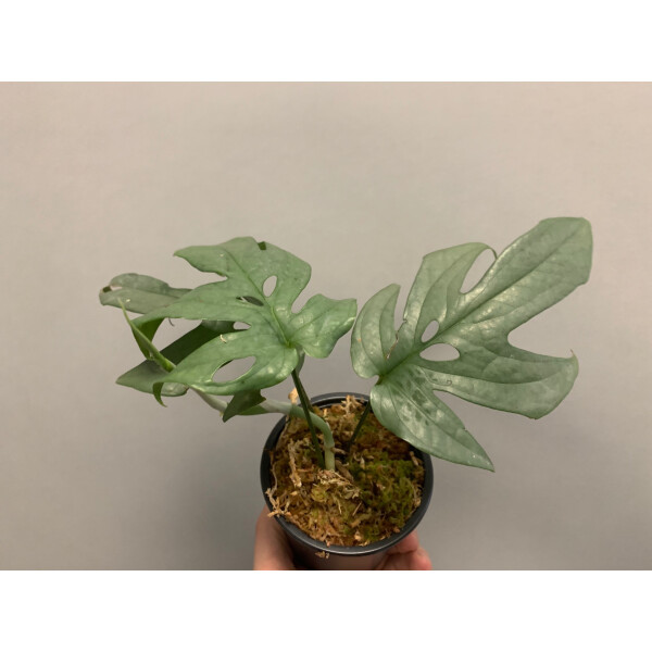 Amydrium Medium Silver