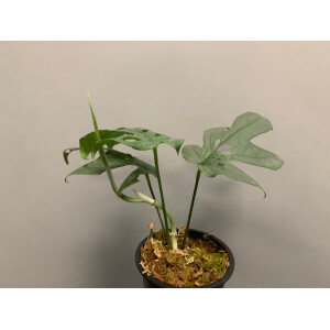 Amydrium Medium Silver