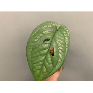 Amydrium Medium Silver