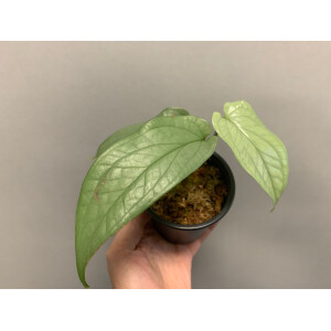 Amydrium Medium Silver