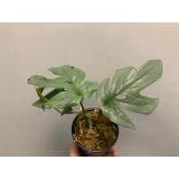 Amydrium Medium Silver