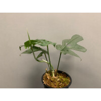 Amydrium Medium Silver