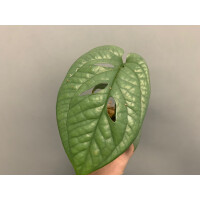 Amydrium Medium Silver