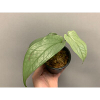 Amydrium Medium Silver