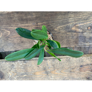 Masdevallia rolfeana