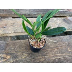 Masdevallia rolfeana