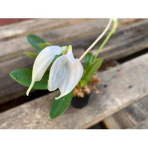 Masdevallia spec. white