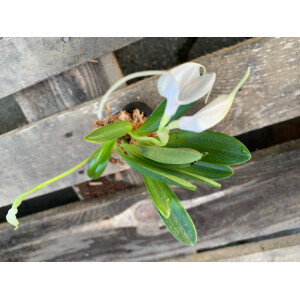 Masdevallia spec. white