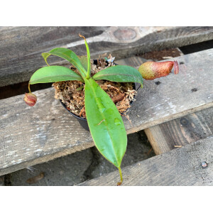 Nepenthes copelandii x lowii