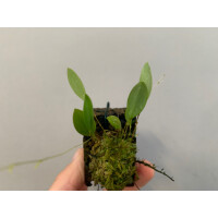 Lepanthes ionoptera