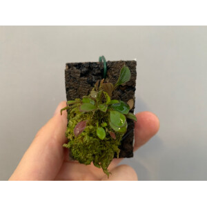 Lepanthes quadricornis