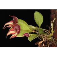 Lepanthes quadricornis