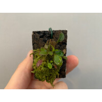 Lepanthes quadricornis