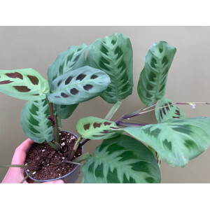 Maranta leuconeura green stripe