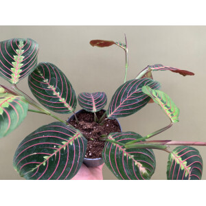 Maranta leuconeura red striped