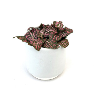 Fittonia albivenis Pink