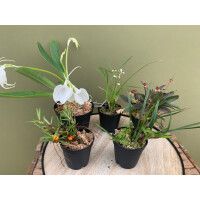 Angebot Orchideen Mix ( 5 Orchideen )
