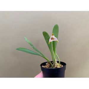 Masdevallia striatella