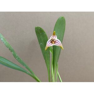 Masdevallia striatella