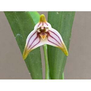 Masdevallia striatella