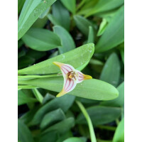 Masdevallia striatella