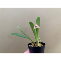Masdevallia striatella