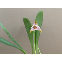 Masdevallia striatella