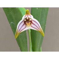 Masdevallia striatella