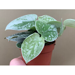 Scindapsus Pictus Silvery Ann