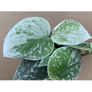 Scindapsus Pictus Silvery Ann