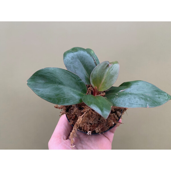 Philodendron red congo mini Babyplant
