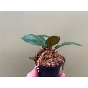 Philodendron red congo mini Babyplant
