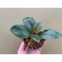 Philodendron red congo mini Babyplant