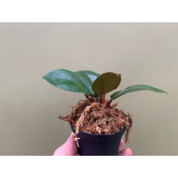 Philodendron red congo mini Babyplant