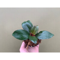 Philodendron red congo mini Babyplant
