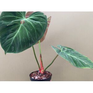 Philodendron spec. El Choco Red L